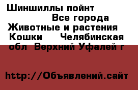 Шиншиллы пойнт ns1133,ny1133. - Все города Животные и растения » Кошки   . Челябинская обл.,Верхний Уфалей г.